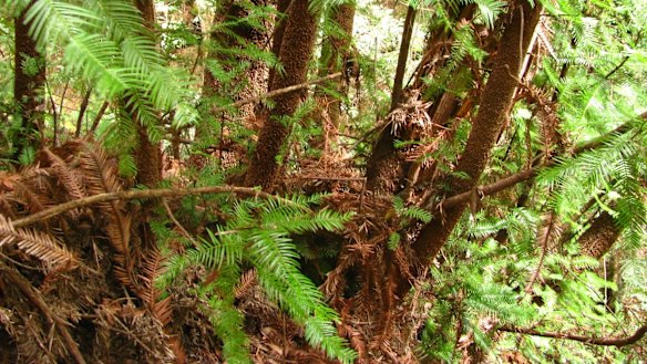 The root and trunk structure of the Wollemi pine, showing how it propagates vegetatively, or non-sexually.