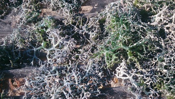 Dead seaweed on Tablolong beach, Kupang, in August 2013.