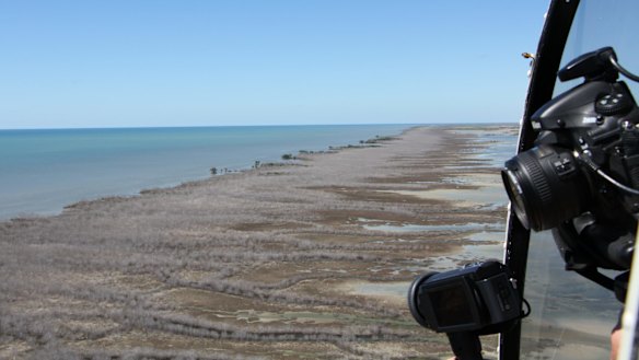 The death of so much mangrove forest in one hit is "unprecedented", a researcher says.