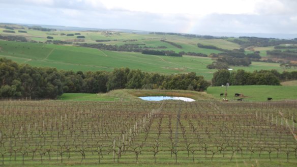 Newtons Ridge Winery, a tiny vineyard in the middle of dairy country.