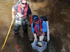 NSW Department of Primary Industry staff working in the Retreat River Macquarie perch conservation project.