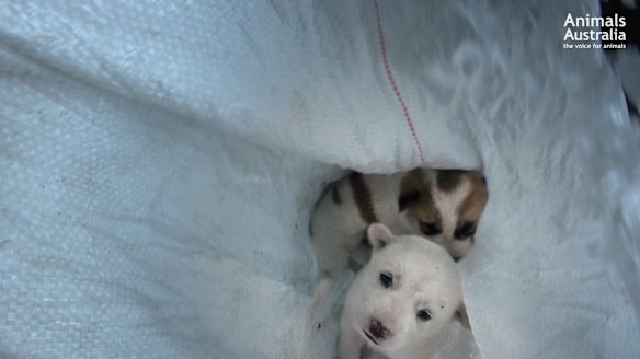 Puppies trapped in a bag.
