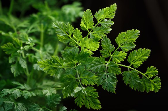 Fresh chervil (Anthriscus cerefolium) looks like parsley only with finer, more fernlike leaves.