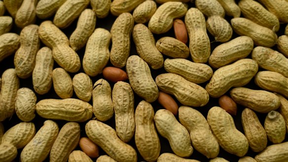 Eating peanuts early could prevent allergy, study shows