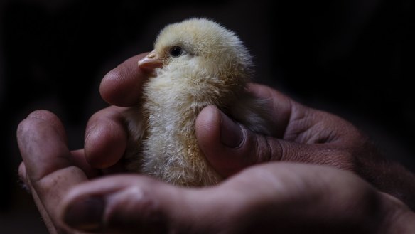 An Australian Bresse chick at Tathra Place Free Range.