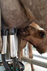 Camel calves share their mother's milk with QCamel.