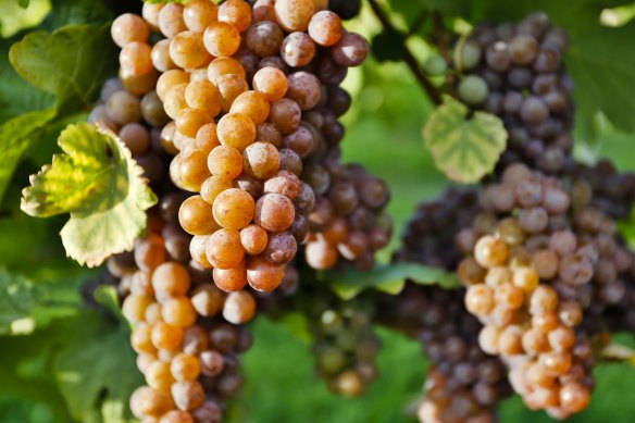 Pinot gris is a highly adaptable grape.