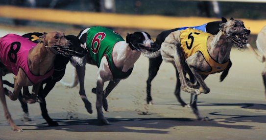 NSW Premier Mike Baird is preparing to reverse a planned ban on greyhound racing in NSW.