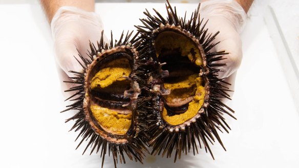 A sea urchin at Sydney Fish Market. 