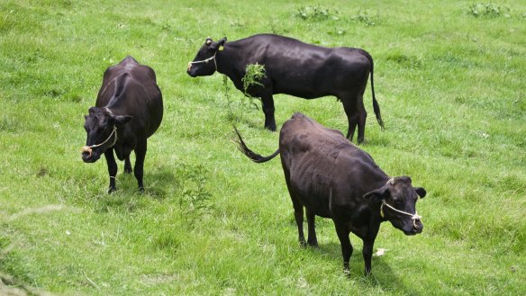 Japanese wagyu shorthorn cattle.