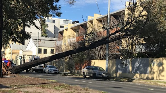 A fallen tree caused mayhem on the corner of Brunswick Road and Lygon Street