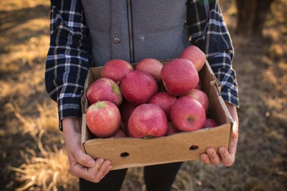 It's not your imagination. Modern apple varieties are being bred sweeter.