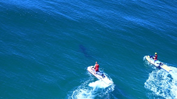 Chasing shadows: sharks can swim great distances so identifying "rogue" animals after a shark bite is probably pointless.
