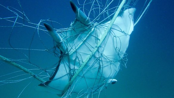 One of five rays caught this week in shark net at Seven Mile Beach off the north coast of NSW