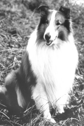 A fuzzy black and white screening of Lassie was enjoyed on the grandparents TV.