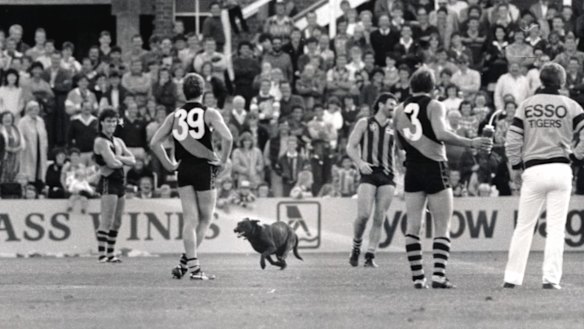 An omen? A black dog stops play between Hawthorn and Richmond during a match at Princes Park in 1986.
