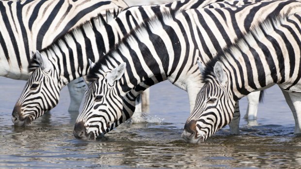 Zebras drinking at a waterhole, Etosha National Park, Namibia.