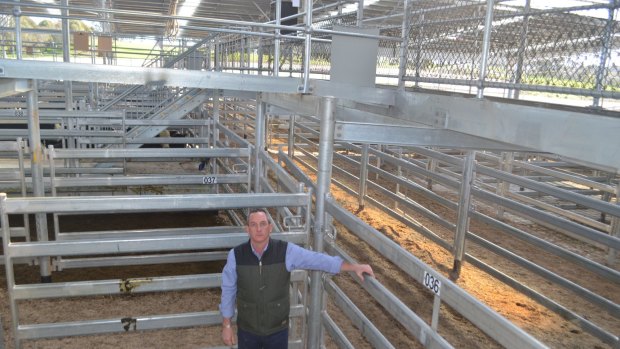 Rohan Arnold in one of the cattle pens at SELX, Yass. 