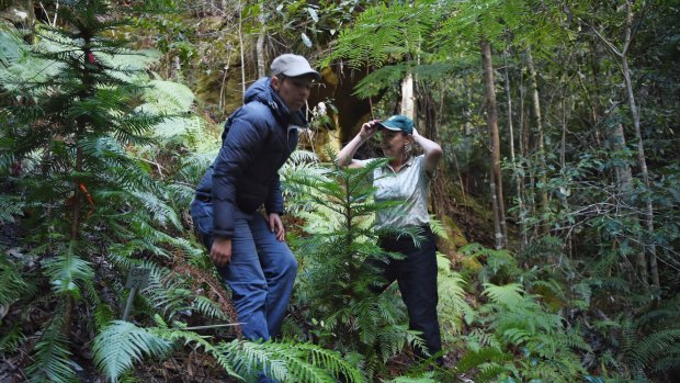 Dr Heidi Zimmer (left) with Dr Cathy Offord take the Fairfax team into the secret Wollemi pine site.