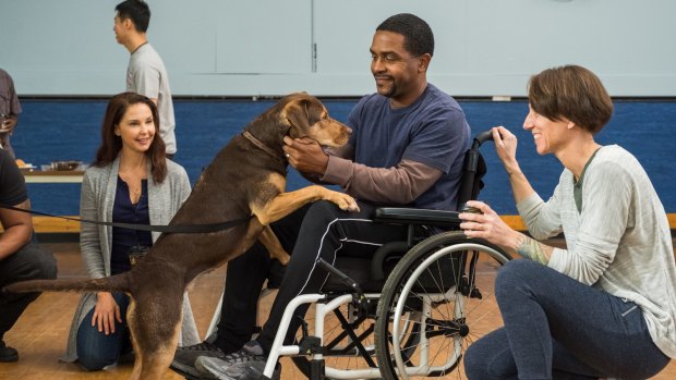 Bella visits a veterans' hospital in A Dog's Way Home.