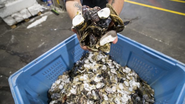 The initiative collects discarded oyster shells from the market and uses them to restore the shellfish reefs of Port Philip Bay.