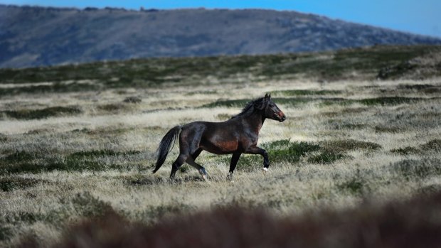 A wild stallion on the Bogong High Plains.