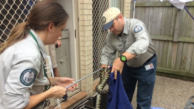 EHP wildlife officers Jo Green and Cameron Wregg remove a jungle carpet python from a property after a compliance visit.
