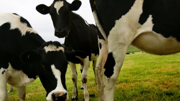 The Australian dairy sector was plunged into crisis last year after Murray Goulburn and Fonterra slashed farmgate prices.
