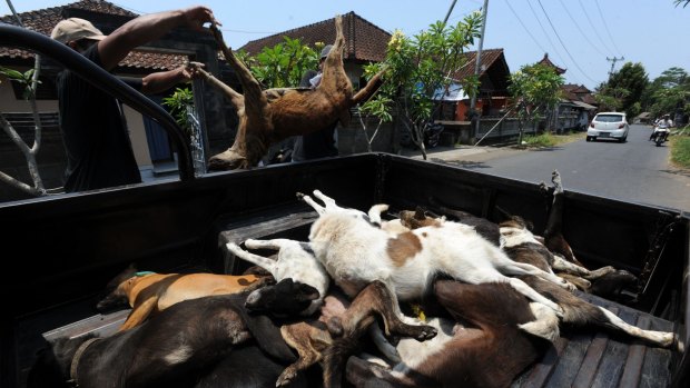 Dogs killed in a cull are loaded onto a truck.