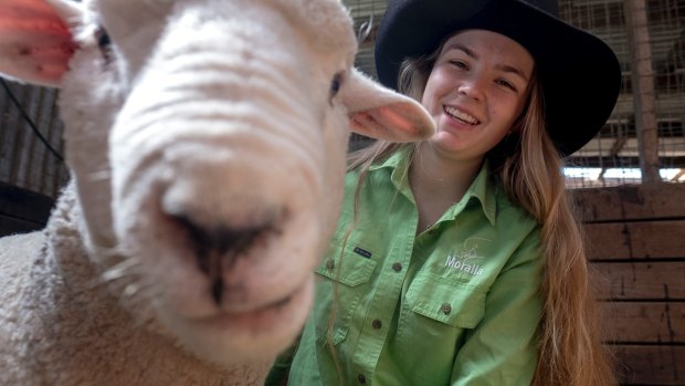 Not sheepish: sheep breeder Tess Runting, 18, preparing one of her rams, Harry, for the Royal Melbourne Show.