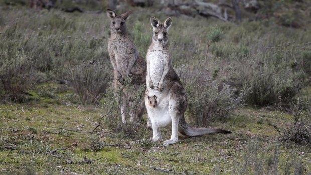 Eastern grey kangaroos: Territories Minister Shane Rattenbury says the annual kangaroo cull will begin on April 30.