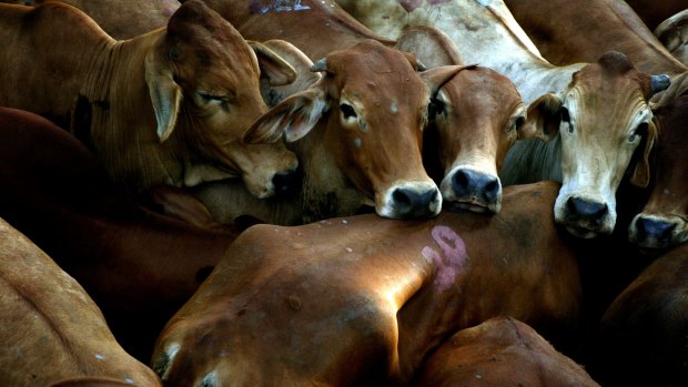 Police say 265 cattle were taken from a Queensland property.