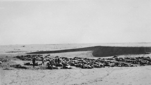 Australian soldiers walk between the dead bodies of horses in the desert. 