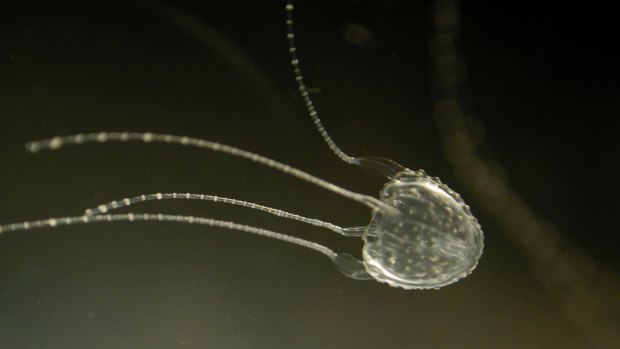 Irukandji  jellyfish. 