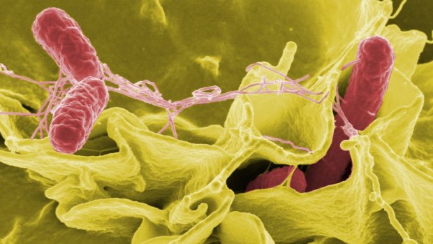 Salmonella was rampant in NSW in 2016.