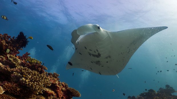 Lady Elliot Island is home to one of the largest known feeding areas for coastal manta rays in Australia.
