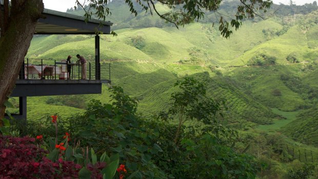 The Highlands Tea Plantation in Malaysia.