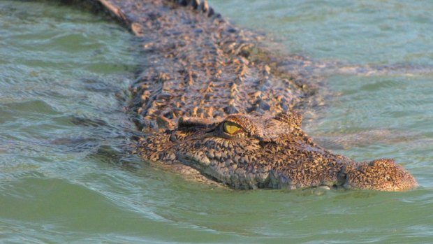 The Department of Parks and Wildlife is urging reminding residents and visitors to be on alert for saltwater crocodiles.