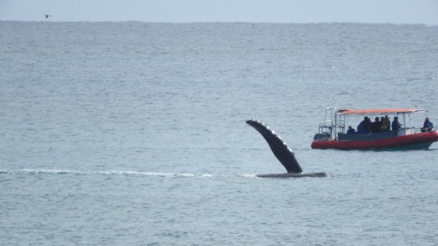 Whales seen off Byron Bay