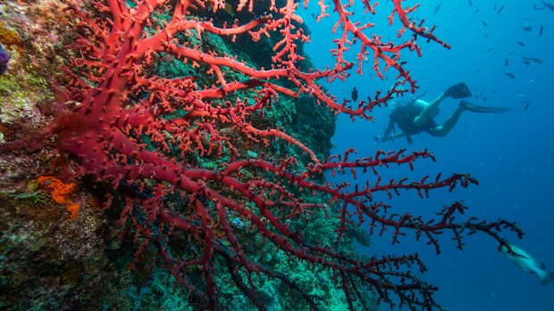 It takes at least five years for affected reefs to recover from bleaching, according to researchers.