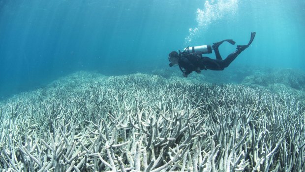 A diver checking out the bleaching at Heron Island in February 2016. This area was one of the first to bleach at Heron Island, which is located close to the southern most point of the Great Barrier Reef.