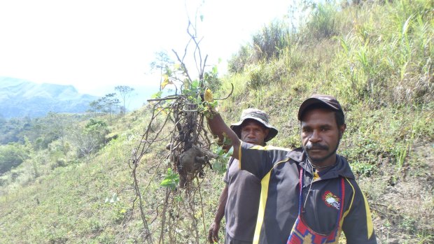 PNG highland crops hit by frost and drought.