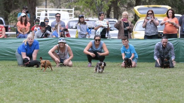 Some dogs preferred to stand by and watch rather than race their competitors at the Werriwa Wiener Dash race at the Bungendore Show.
