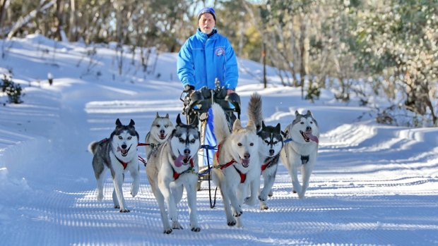 Markus Israng with his dogs at the Dinner Plain Sled Dog Challenge near Mount Hotham.