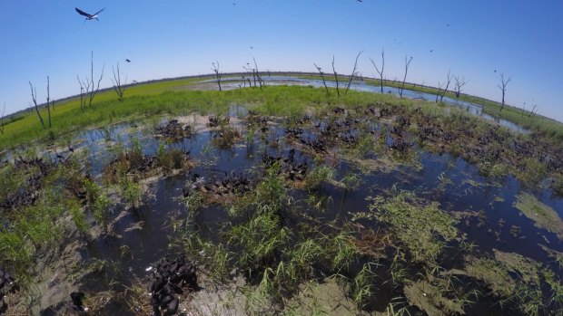 Environmentalists fear for the future if the Murray-Darling Basin Authority proceeds with a plan to reduce the amount of water flowing into the wetlands. 