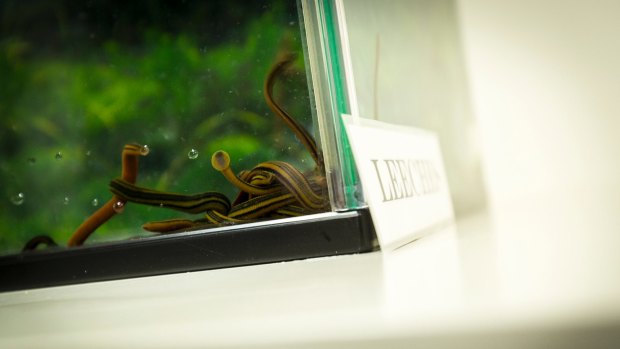 Leeches in their tank at St Vincent's hospital.