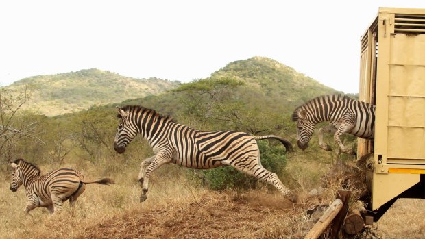 Thanda conservation efforts - zebra arrival. 