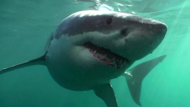 Shark activity has marred the summer beach season, with Newcastle beaches closed for a record 10 days this month as a 5 metre great white shark swam close to shore.
