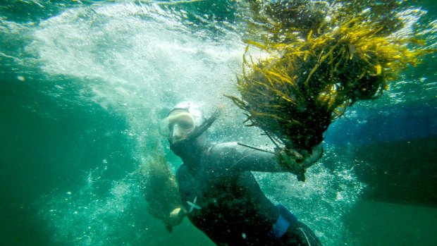 Researchers want to replant crayweed from Palm Beach to Cronulla.