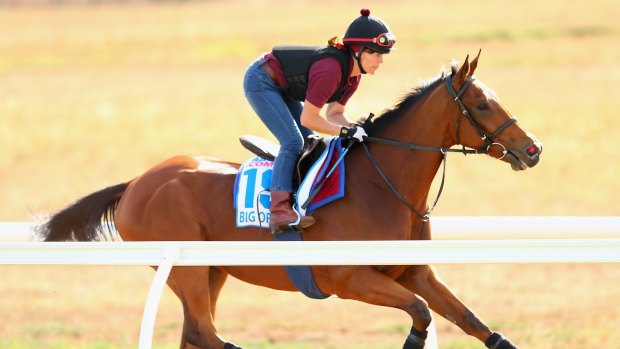 The Michael Bell-trained Big Orange works a track session for international horses competing in the 2015 Melbourne Cup, at Werribee on Sunday.